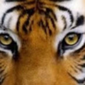 Meet your Posher, Breonnah